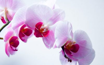 Comprendre nos enfants sensibles, nos petites orchidées