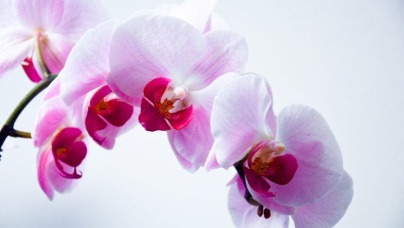 Comprendre nos enfants sensibles, nos petites orchidées